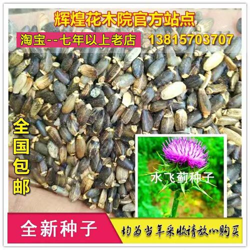 水飞蓟种孑奶蓟种子飞雉盐碱草药水飞蓟种籽观赏花卉四季盆栽包邮 - 图0