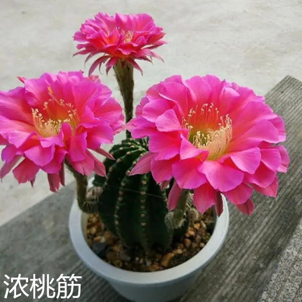 开花仙人球毛花柱彩草飞碟大花品种室内绿植好养活多肉植物防辐射 - 图0