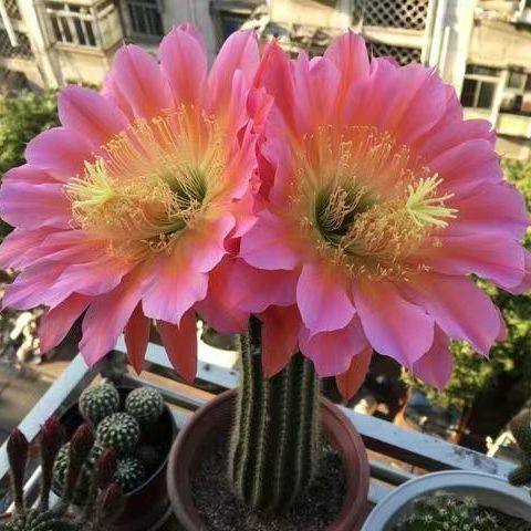 【红星毛花柱】大花品种飞碟仙人球室内绿植好养活多肉植物防辐射 - 图0