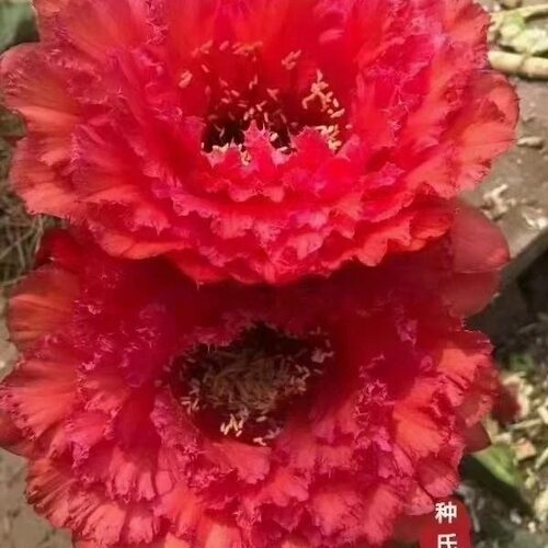 【红星】毛花柱杂交大花品种飞碟仙人球室内阳台好养多肉植物盆栽 - 图1
