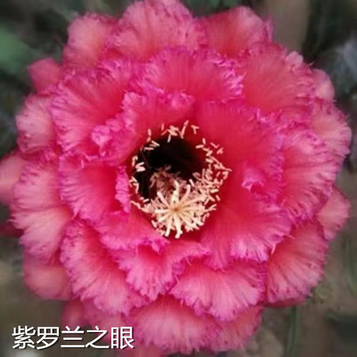 【红星毛花柱】大花品种飞碟仙人球室内绿植好养活多肉植物防辐射 - 图1