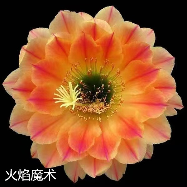 红星毛花柱开红花仙人球彩草飞碟丽花盆栽大花品种仙人球盆栽开花-图1