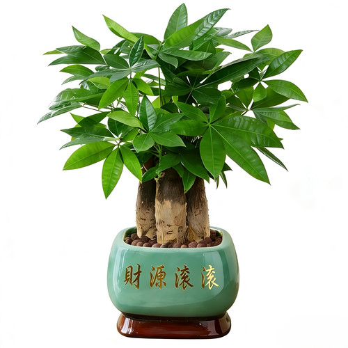 发财树小盆栽室内好养乔迁新居送礼办公室桌面绿植招财净化空气 - 图3