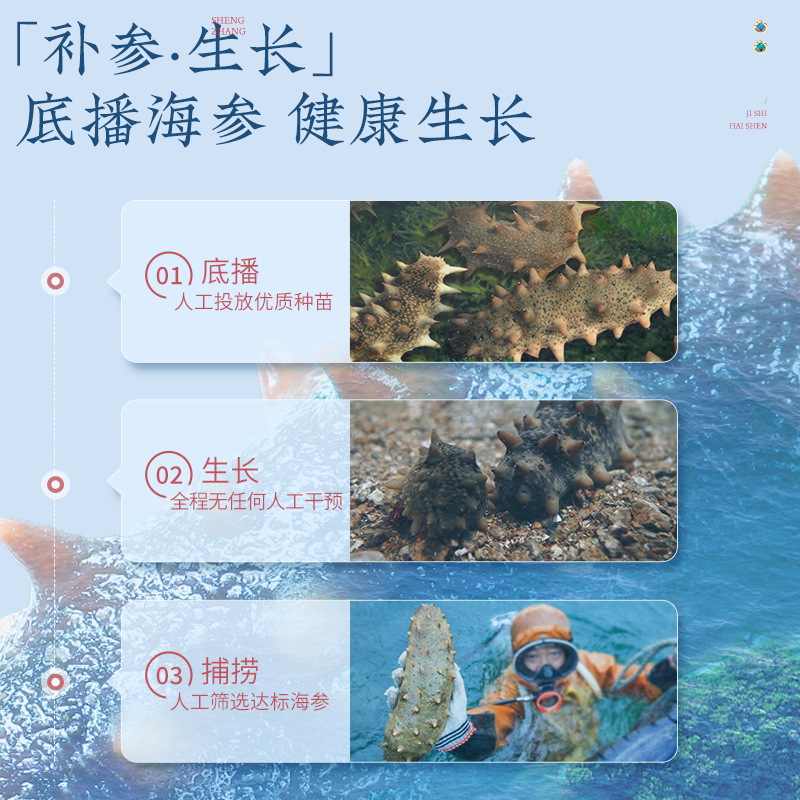  北京同仁堂健康干品/即食海参