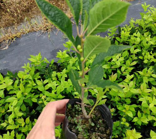 北美冬青红果绿植盆栽办公桌庭院花卉小苗基地易成活 - 图0