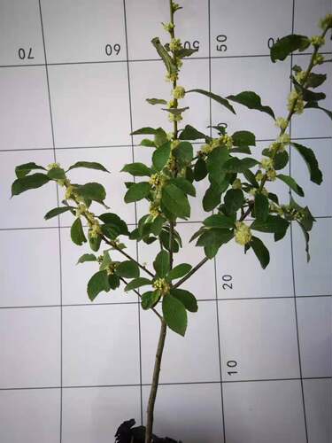 北美冬青公树授粉雄株盆栽绿植庭院树苗耐寒易成活阳台办公桌 - 图1