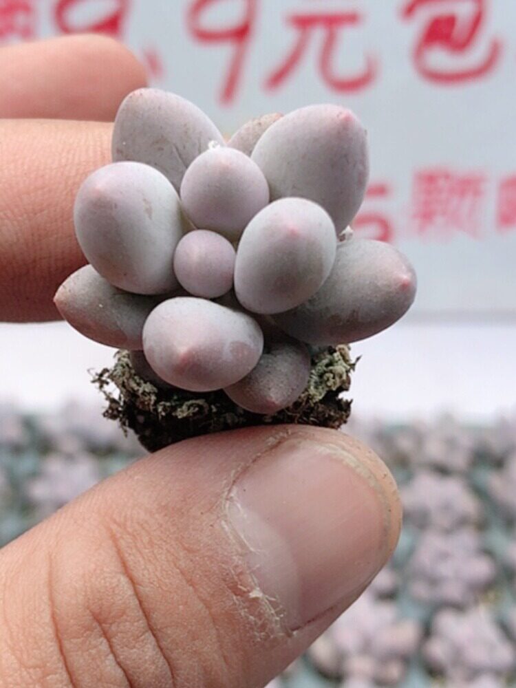 小汤圆 2厘米左右满9.9元包邮多肉植物,淘宝优惠券,粉丝福利购,淘宝优惠卷