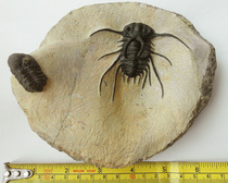 Moroccan stereotrite trilobite fossilized Trilobite ancient biological collection grade fidelity]