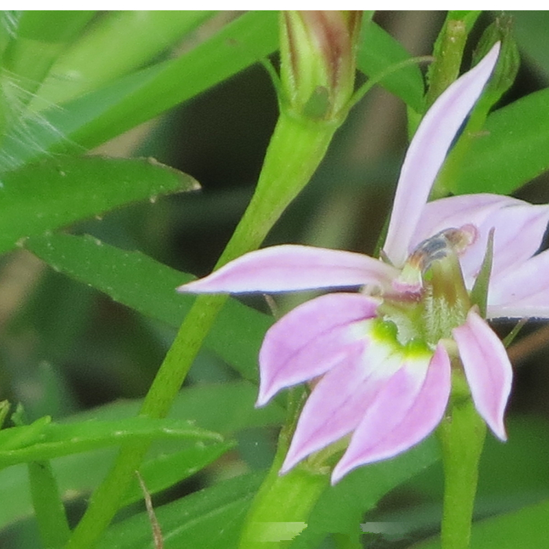 半边莲 急解索蛇利细米蛇舌草鱼尾花半边菊旗蛇啄长虫四季种植苗 - 图1