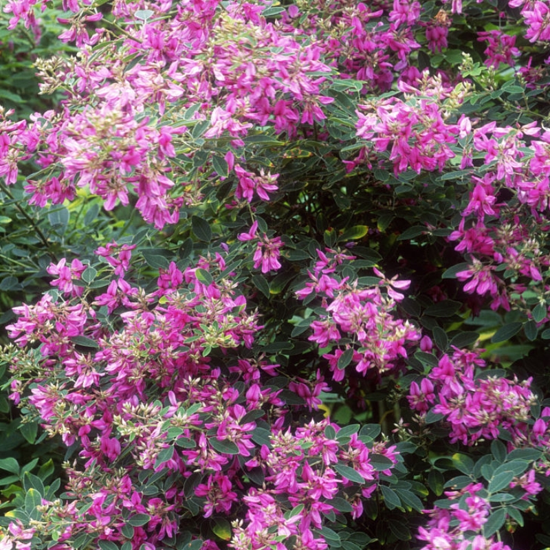 美丽胡枝子毛胡枝子豆科胡枝子紫红花胡枝子茉莉花四季草药苗 - 图2