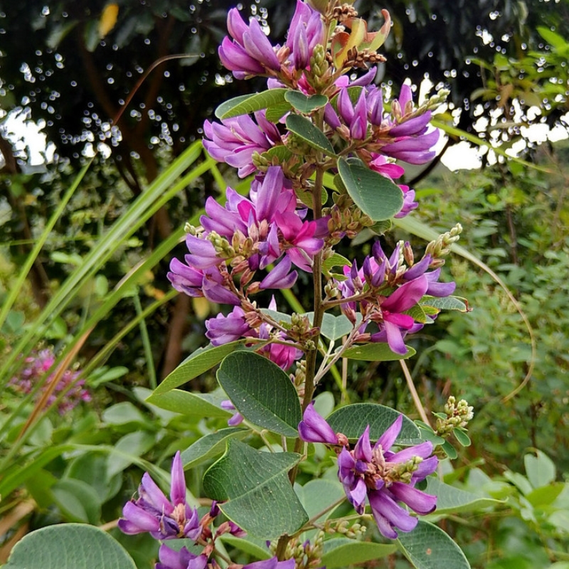 美丽胡枝子毛胡枝子豆科胡枝子紫红花胡枝子茉莉花四季草药苗 - 图0