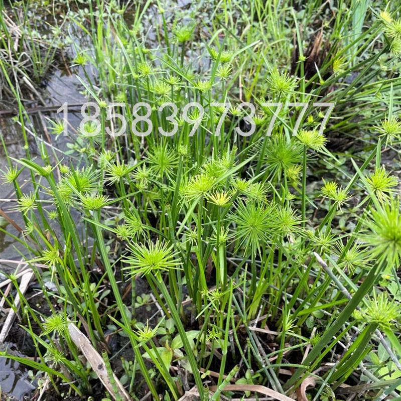 黄菖蒲莎草苗白茅根丝茅草紫娇花苗晨光芒草梭鱼草苗水生植物绿化 - 图2