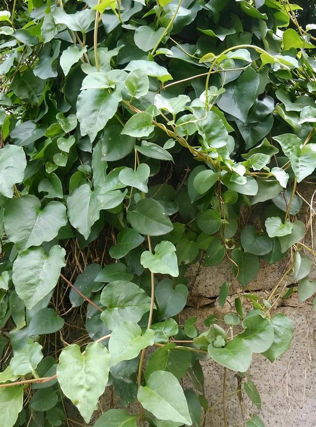 云南藤三七种子苗食用土田七根茎室内外花卉爬藤绿化植物阳台盆栽_虎窝淘