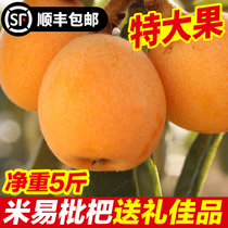 Miyi Great Five Stars Loquat Great Fruits When Season Fresh Pipa Sweet Sichuan Climbing Branches Flowers Pregnant Women Fruit Whole Boxes 5 Catties