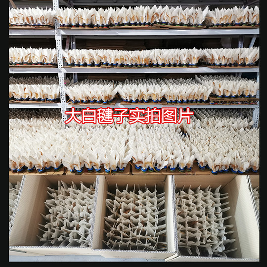东方燕大白毽比赛专用成人健身儿童小学生踢腱子羽毛运动鸡毛毽子
