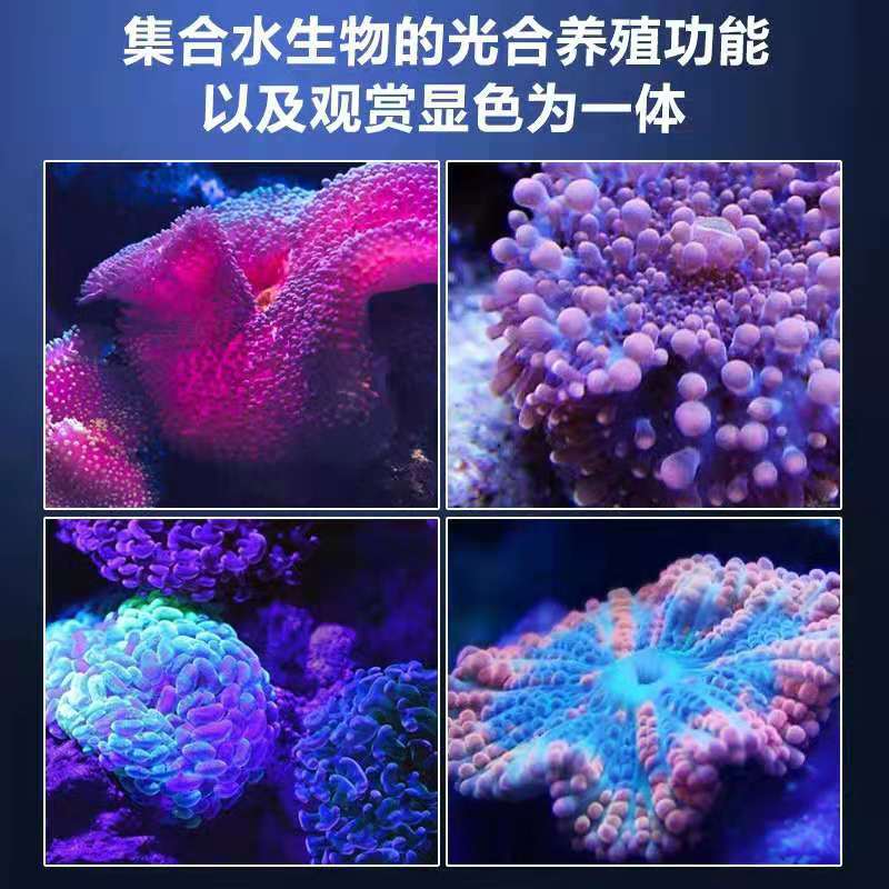 海水缸专用led小丑鱼软体珊瑚射灯海葵补光灯藻灯浅海新手海缸灯 - 图0