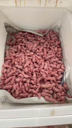 冰冻红皮乳鼠粉皮白霜跳跳喂蛇冰鲜小白鼠喂猫宠物蛇食物角蛙饲料 - 图3