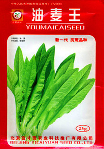 四季香油麦菜种子现在种的菜籽秋季冬季大田早熟抗病高产盆栽庭院 - 图2