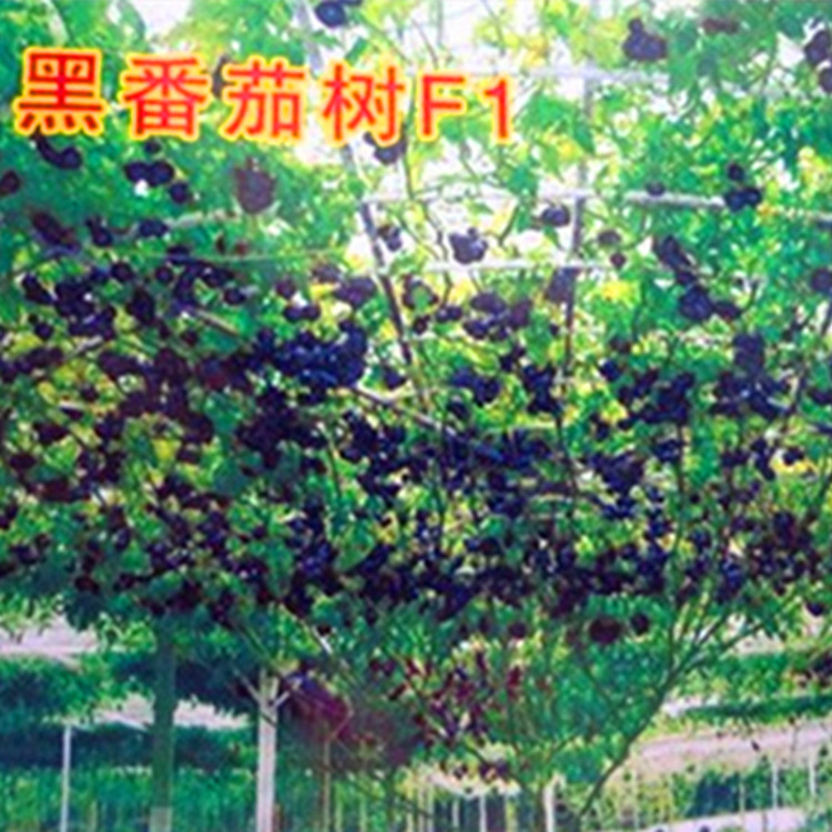 特色菜博会番茄树种子多年生春秋四季播庭院阳台室内盆栽蔬菜种籽-图2