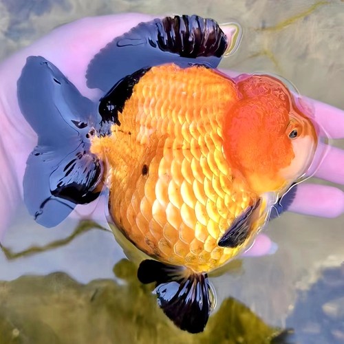 精品三色熊猫玛丽泰狮金鱼活鱼百褶观赏鱼易好养耐活冷水小金鱼苗 - 图2