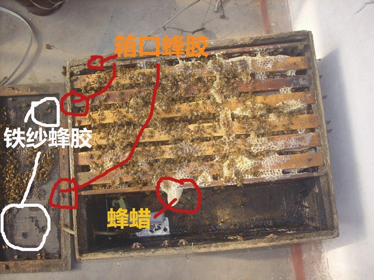 20套一件组装第七代蜜蜂自动饲喂器饮水器 春繁秋繁饲喂盒 新蜂具 - 图0