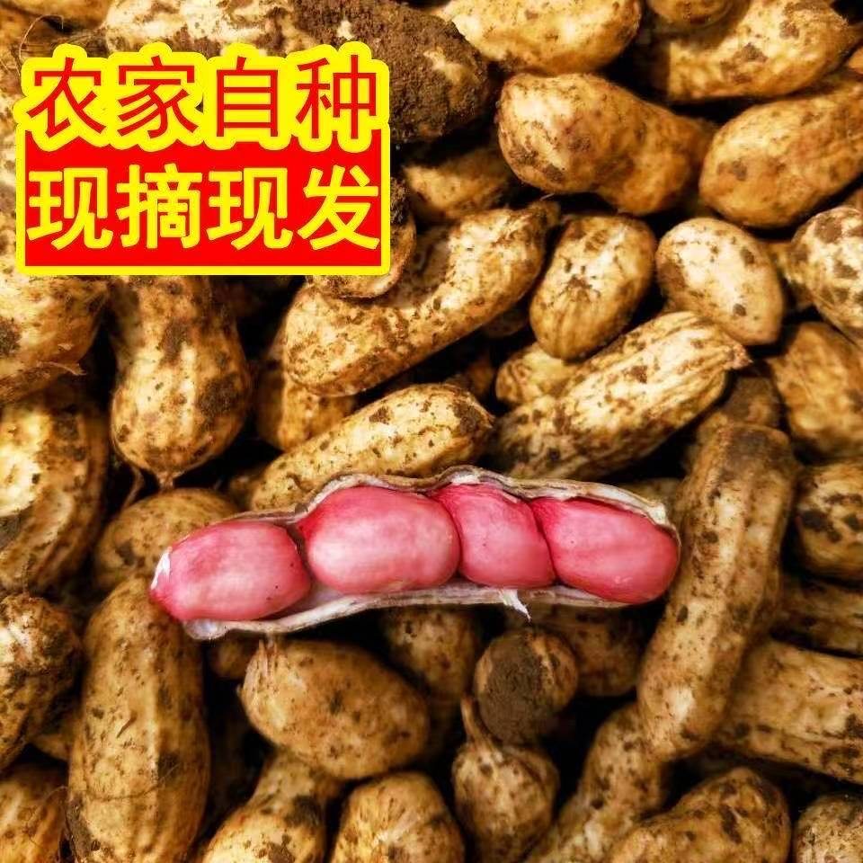 新鲜带壳湿花生农家自种红皮粉皮湿花生当季生花生嫩花生可水煮,淘宝优惠券,粉丝福利购,淘宝优惠卷