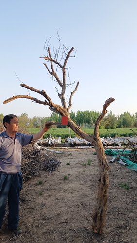 天然造型树服装装饰树石榴树干树枝去皮树造景树古老树橱窗鸿运树 - 图2