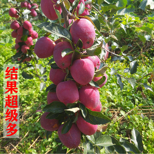 东北耐寒鸡心果苗果树苗盆栽锦绣海棠树苗矮化苹果苗庭院种植果苗 - 图2