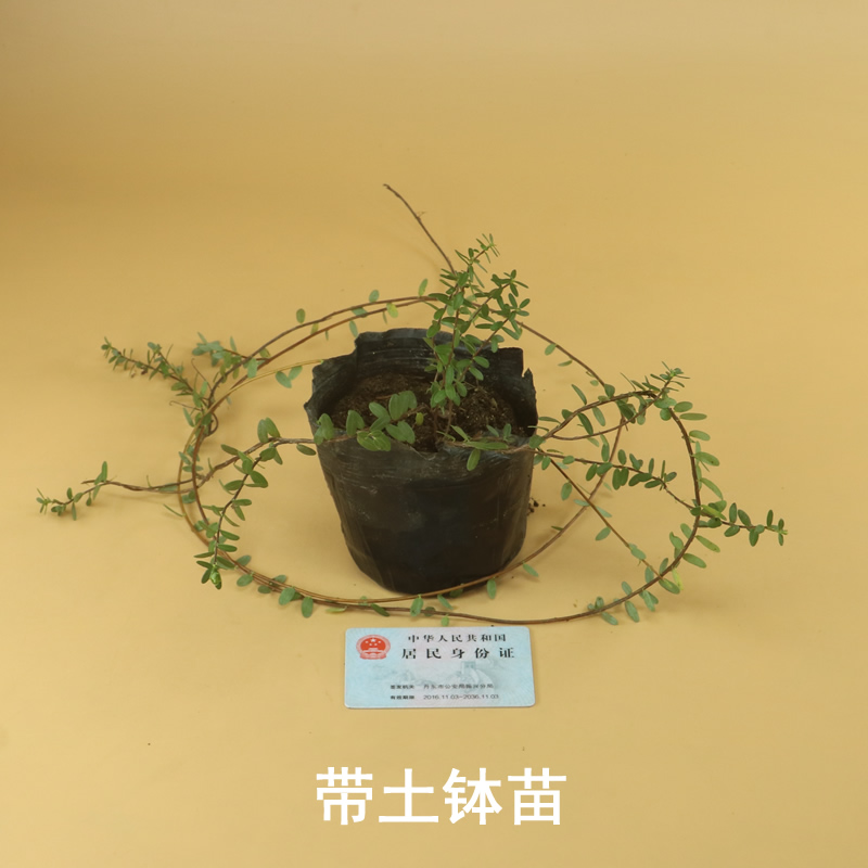 蔓越莓苗陆地盆栽蔓越橘鹤莓苗耐寒植物酸果蔓小红莓南方北方结果 - 图2