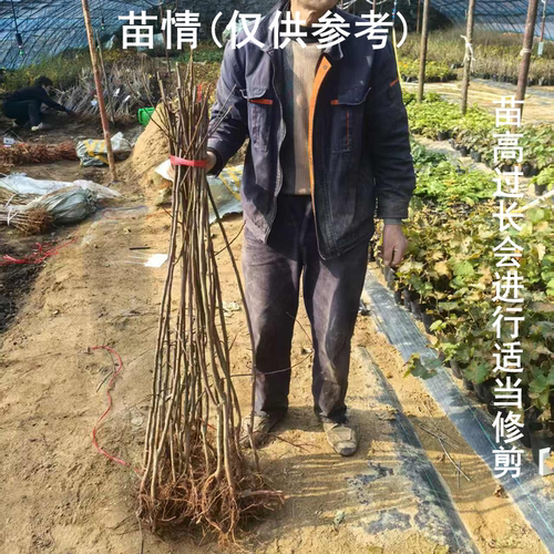 东北耐寒鸡心果苗果树苗盆栽锦绣海棠树苗矮化苹果苗庭院种植果苗 - 图0