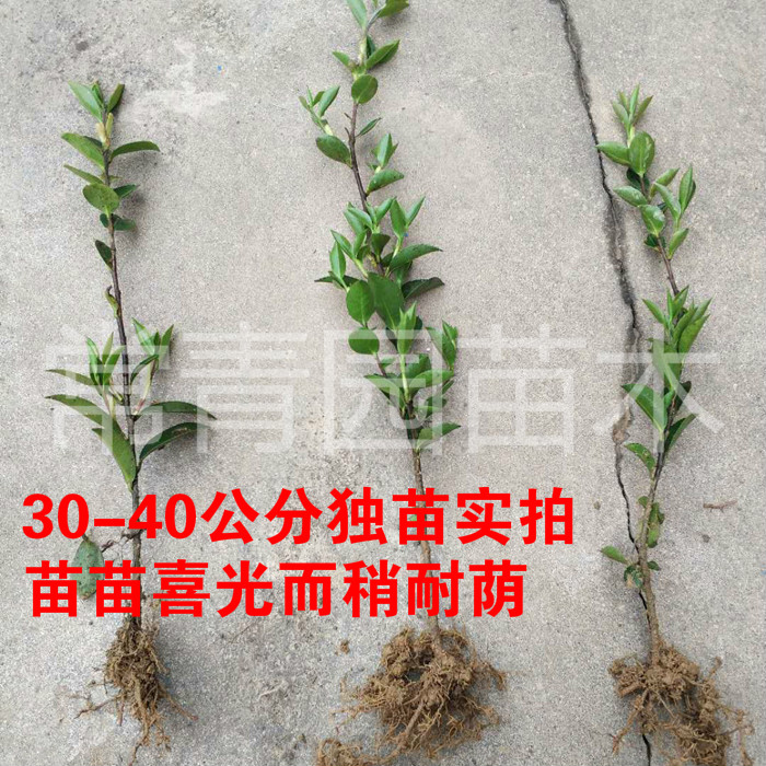 茶梅苗四季开花球室外庭院绿植球小苗红色茶花耐寒篱笆绿化树苗