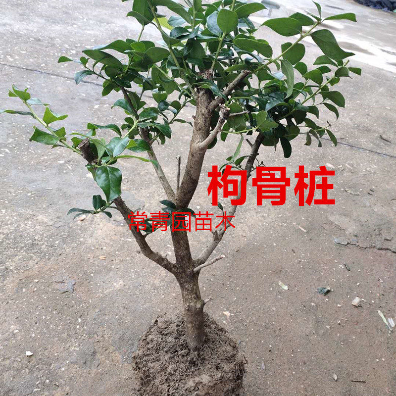 耐寒无刺枸骨树苗桩盆栽盆景四季常青室外绿植观叶观红果满堂红球