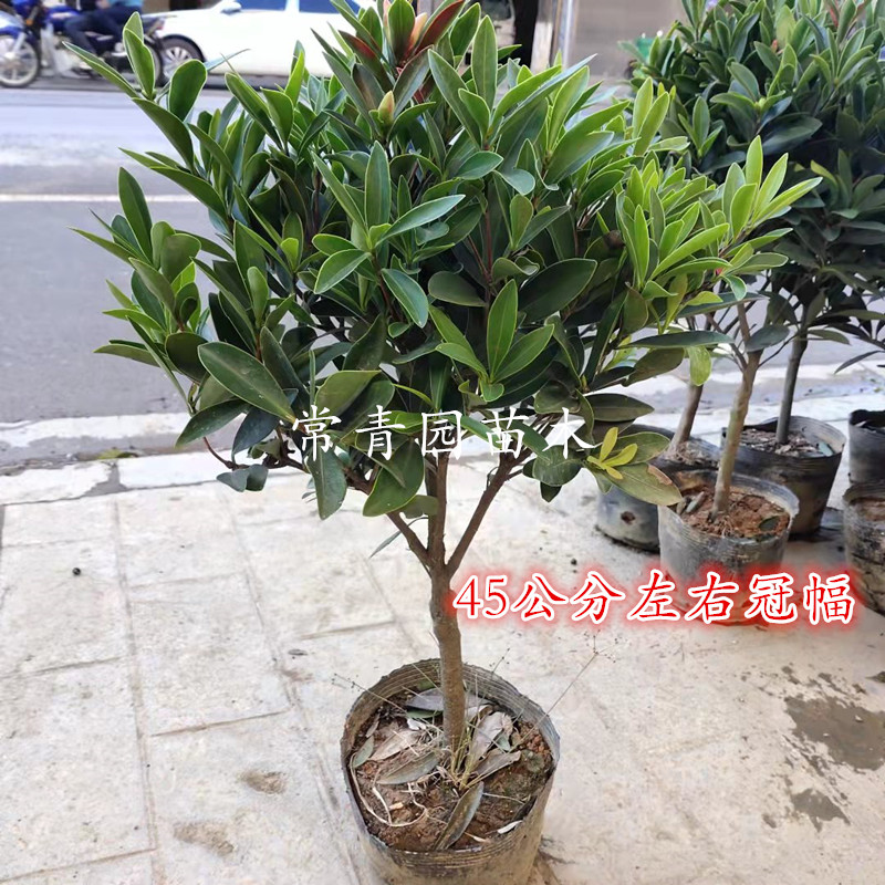 茶花盆栽带花苞浓香型室内外四季开花耐寒花卉庭院重瓣赤丹大花