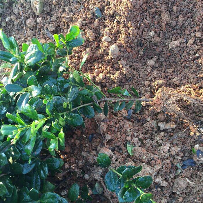 耐寒无刺枸骨树苗桩盆栽盆景四季常青室外绿植观叶观红果满堂红球