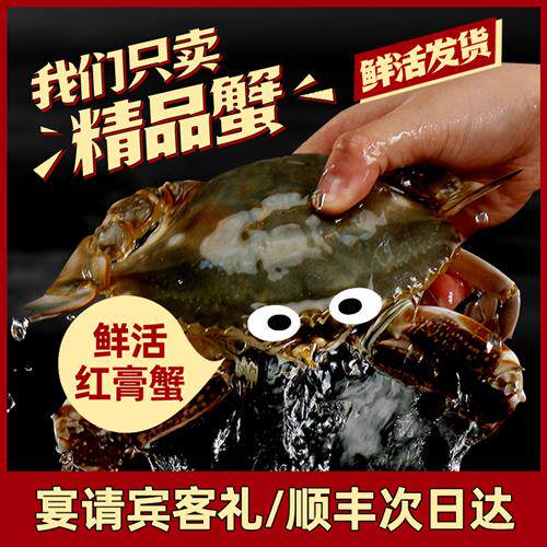 宁波舟山梭子蟹鲜活红膏蟹特大海蟹 超大新鲜海鲜水产海螃蟹母蟹