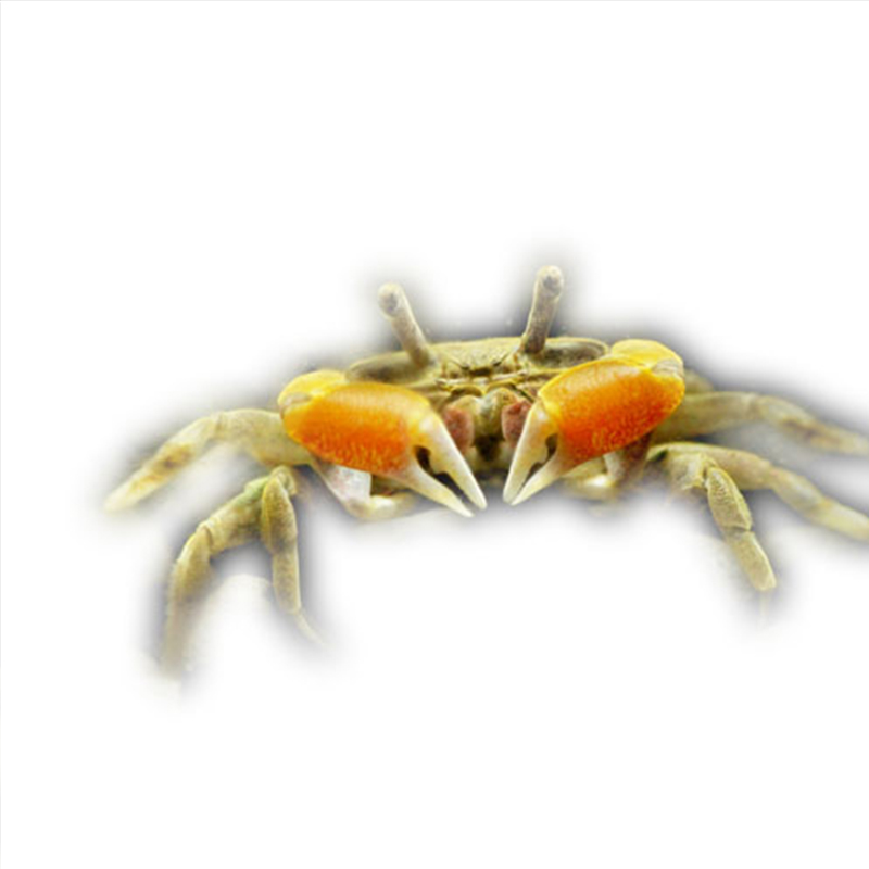 迷你蟹辣椒蟹宠物鱼缸观赏蟹淡水活体草缸可深水养殖小螃蟹除藻蟹 - 图3