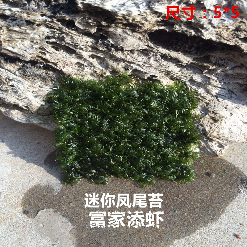 包邮水草三角莫斯片珊瑚莫丝松茸火焰美凤尾怪蕨前景草水晶鹿角苔 富家添虾 淘优券