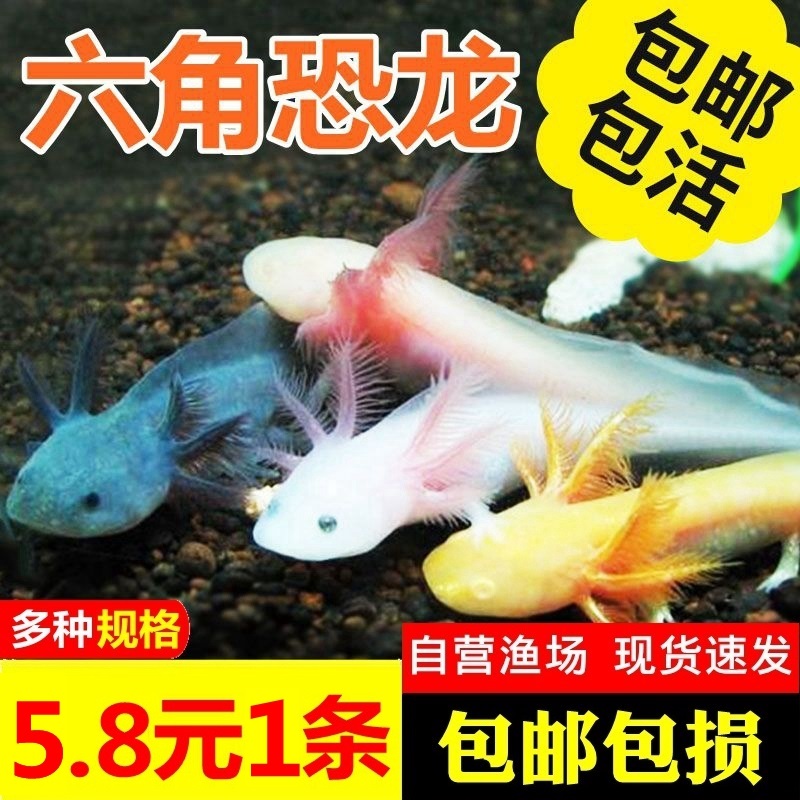 六角恐龙鱼水族爬行淡水冷水小型宠物活体金鱼锦鲤清道夫好养易活-图1