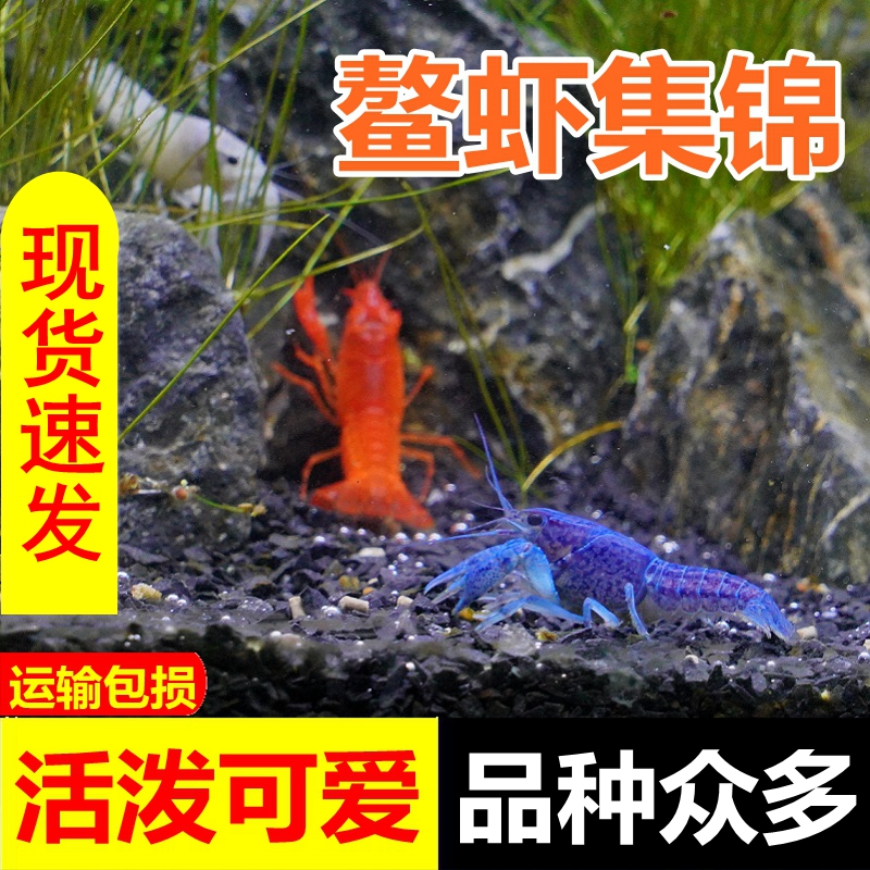 观赏虾水族淡水宠物活体佛蓝白橘鳌虾龙纹人工天空蓝魔小龙虾包邮 - 图0