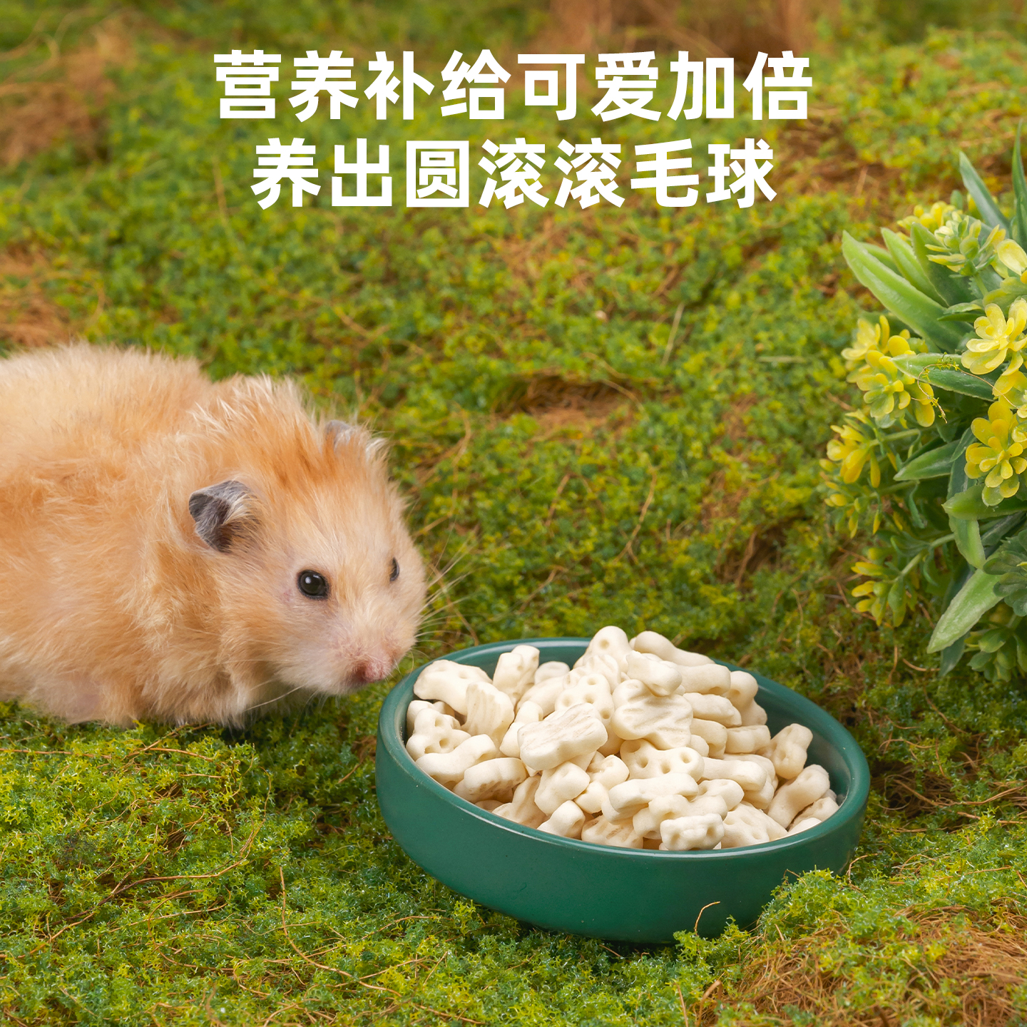 仓鼠零食豆腐冻干奶酪芝士酥面包虫干花枝鼠金丝熊专用粮食大礼包 - 图1