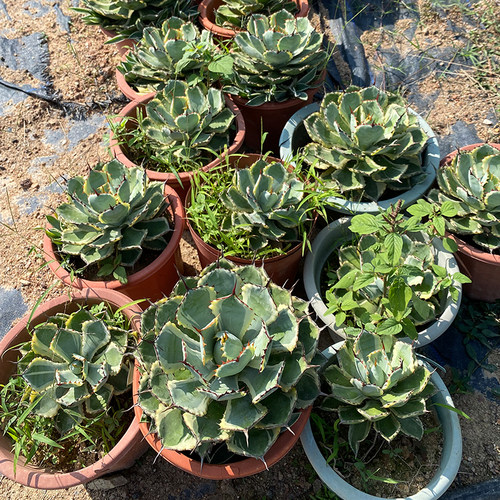 吉祥冠龙舌兰植物 吉祥冠锦盆栽多肉植物 景观造景沙漠仙人掌直销 - 图1