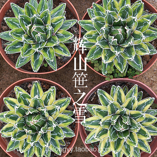 辉山龙舌兰  世之雪锦龙舌兰科多肉植物庭院室内盆栽花卉沙生植物 - 图2