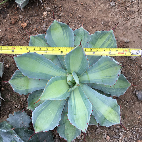 吉祥冠龙舌兰植物 吉祥冠锦盆栽多肉植物 景观造景沙漠仙人掌直销 - 图3