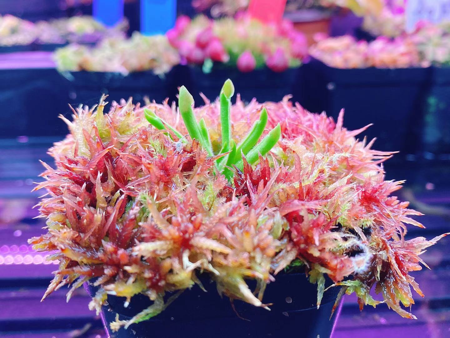 【小太阳瓶子草 H.minor】稀有食虫植物 适合造景 趣味绿植盆栽,淘宝优惠券,粉丝福利购,淘宝优惠卷