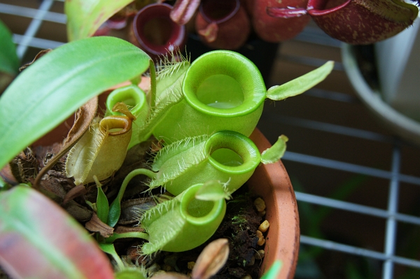 【绿苹果猪笼草】食虫植物捕蝇草驱蚊草多肉趣味绿植盆栽 - 图2