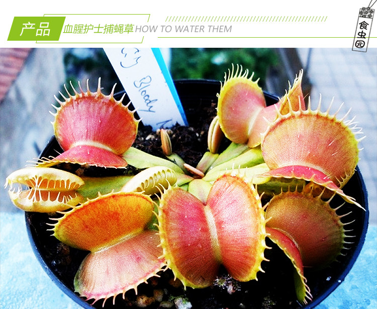 【血腥护士捕蝇草】食虫植物 食虫草 趣味绿植盆栽 稀有品种 包邮,淘宝优惠券,粉丝福利购,淘宝优惠卷