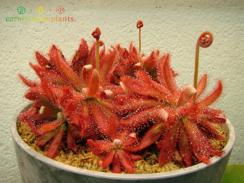 食虫植物--格拉莫哥【香花茅膏菜】茅膏菜毛毡苔毛膏菜食虫草 - 图0