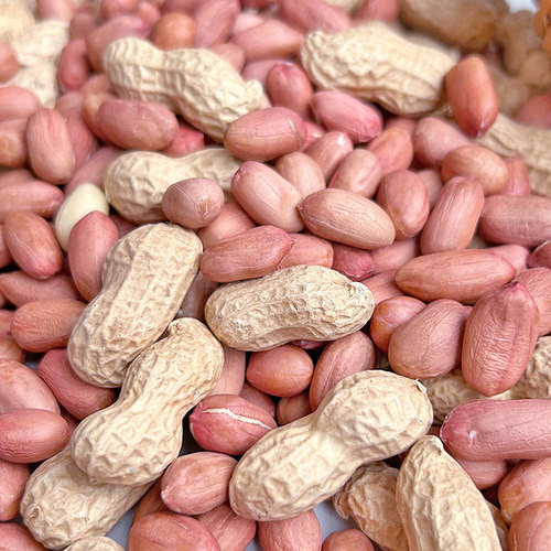 2025年新鲜生花生米大粒干花生今年新货河南农家新花生米可吃可种 - 图0