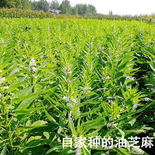 味清欢黑芝麻核桃黑豆黑米粉三黑组合农家食材手工自制现磨杂粮粉 - 图2