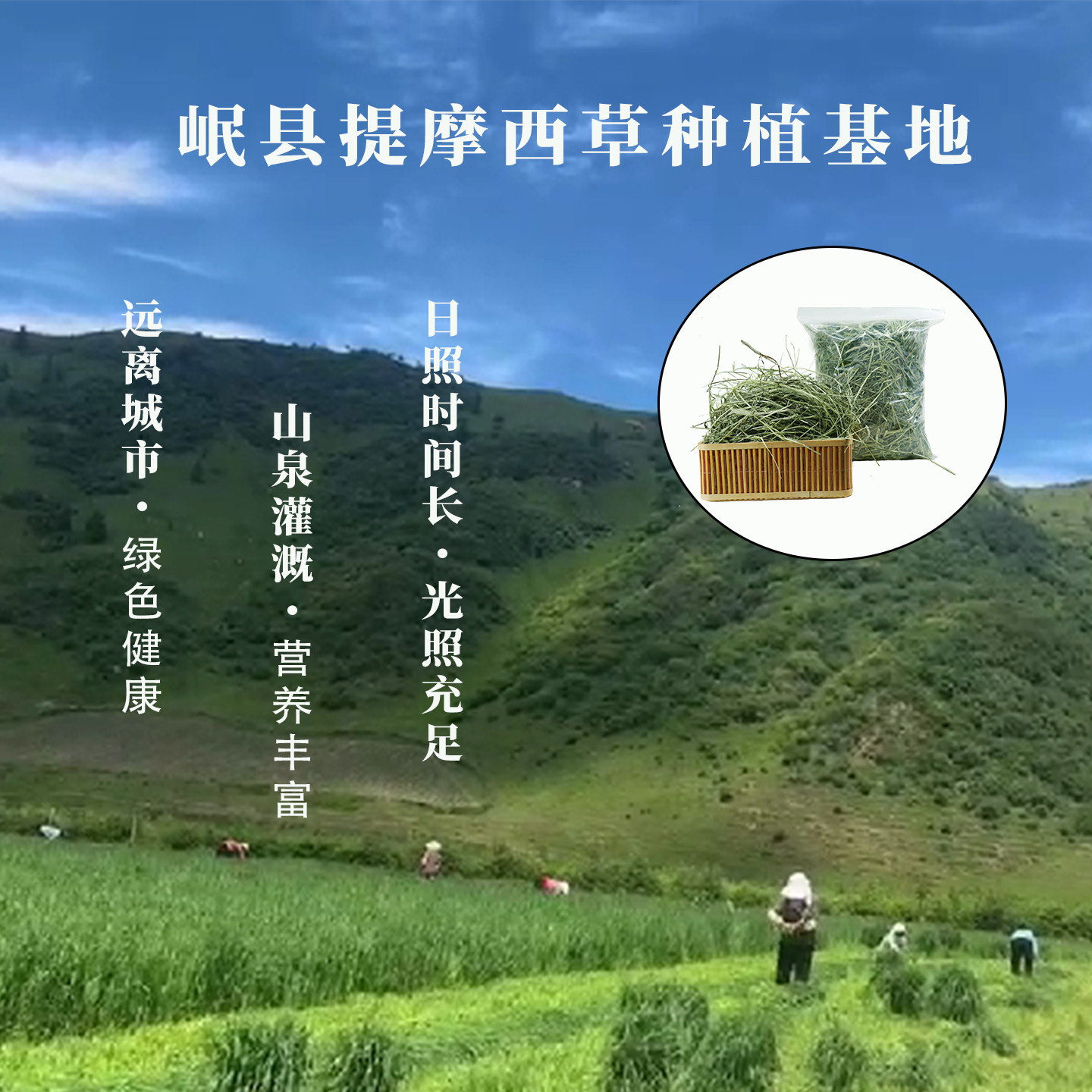 晒干提摩西草兔草北提龙猫荷兰猪豚鼠专用磨牙饲料半烘干草,淘宝优惠券,粉丝福利购,淘宝优惠卷